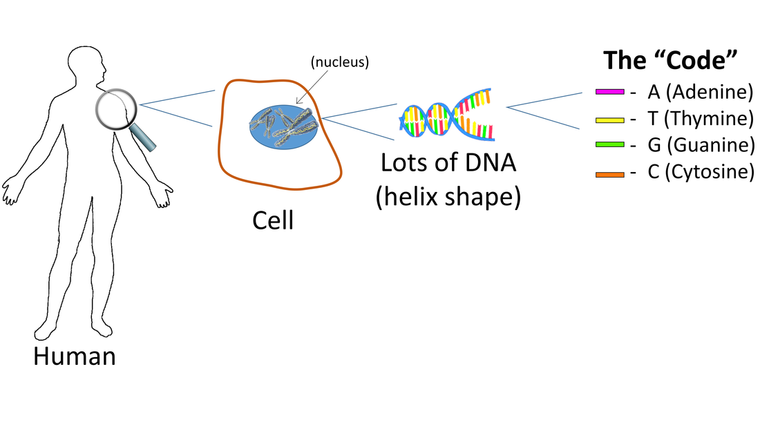 Cells & DNA: Simple Science Lesson + Instruction on Code